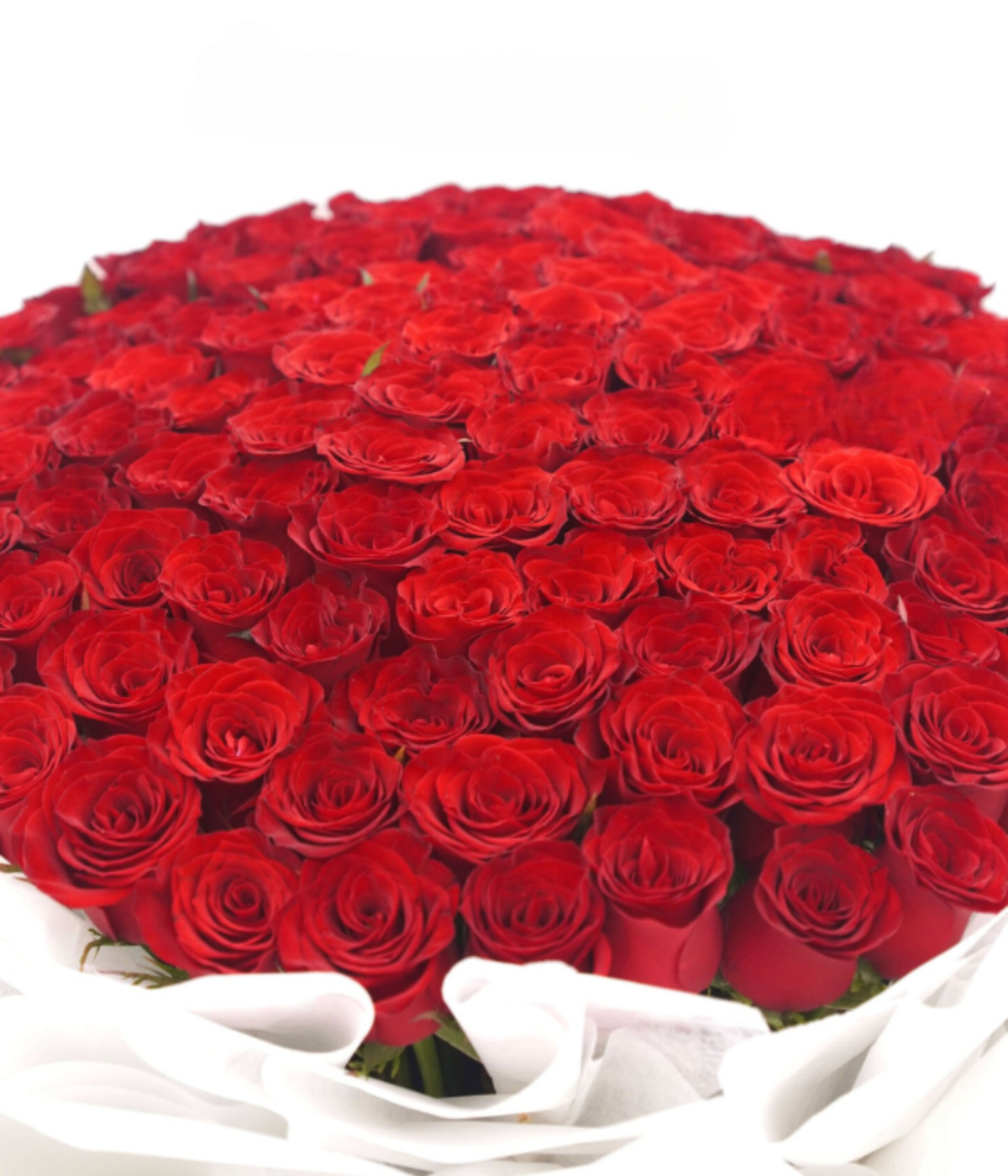 101 Premium Red Roses
