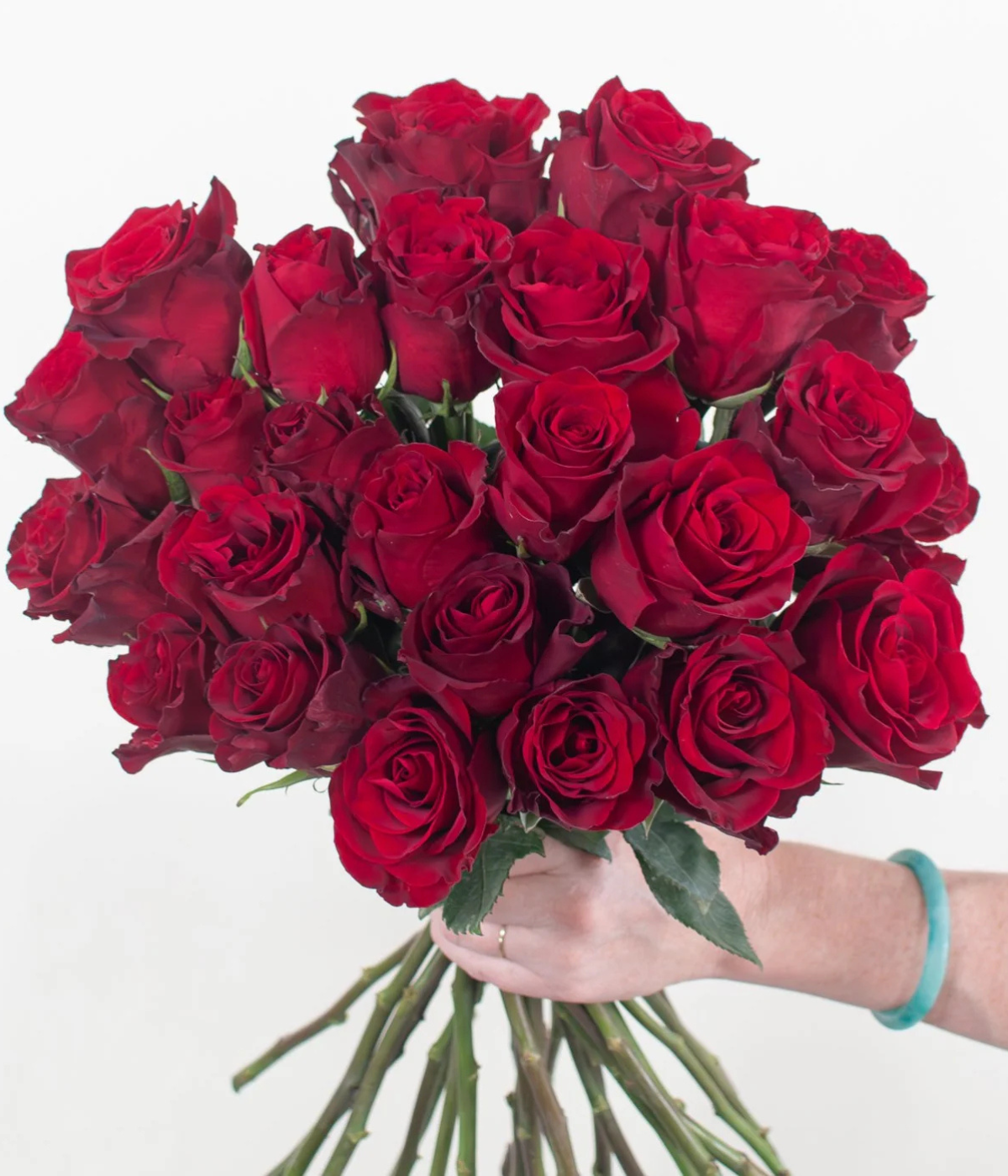 Red Explorer Roses