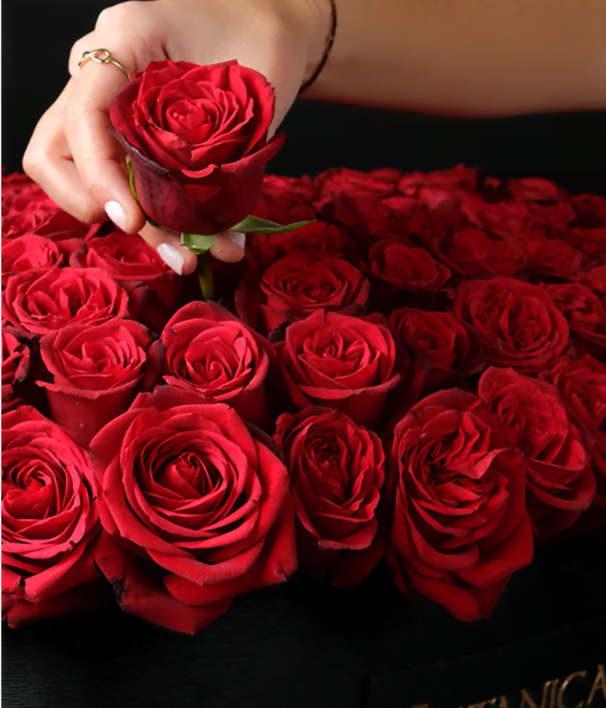 Roses of Love