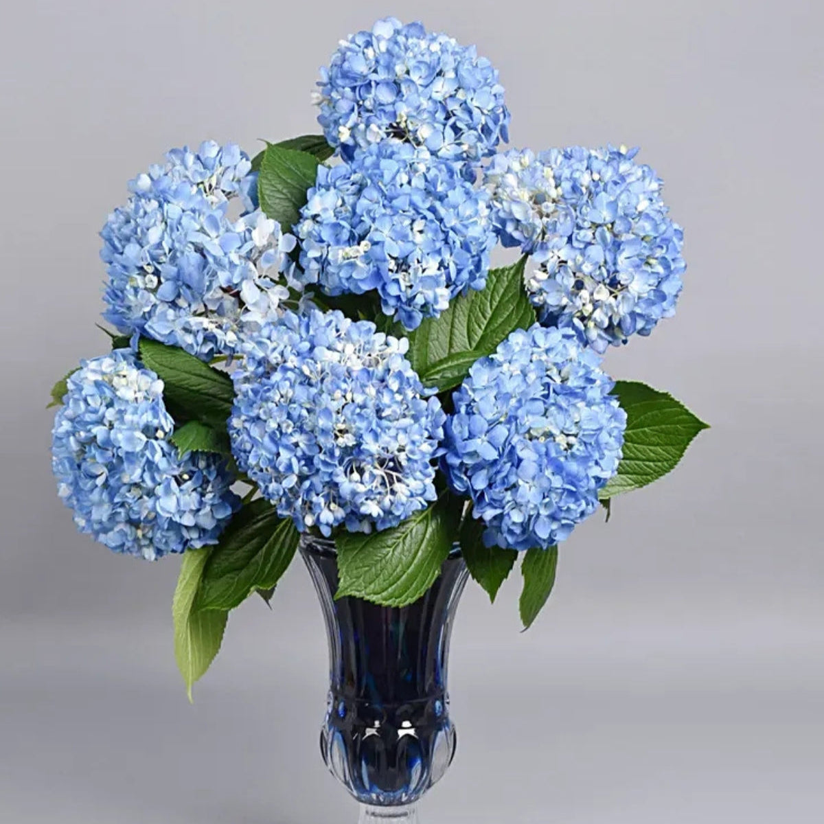 Hydrangea Grandeu