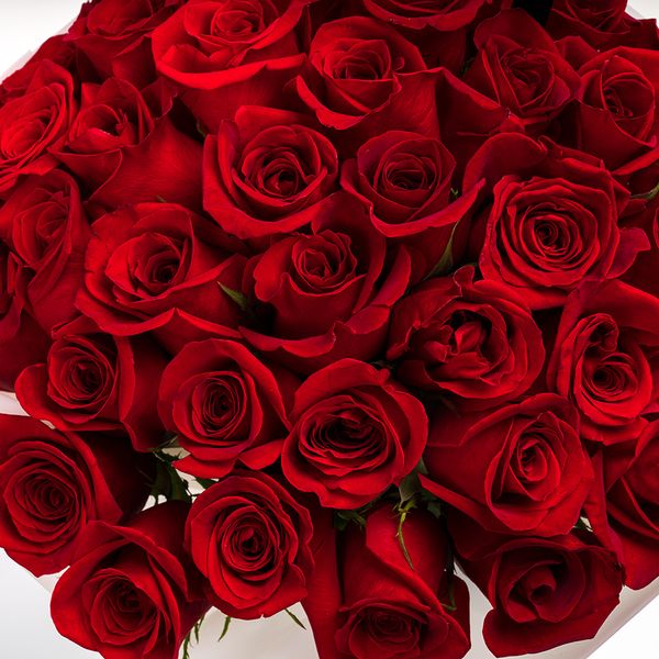 Romantic Red Roses Bouquet with Lotus Cake | A Perfect Gift Combo